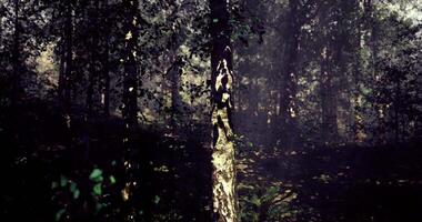 cgi misterioso modelli di leggero e ombra nel un' denso foresta durante giorno video
