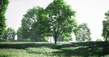 CGI Lush green trees tower over a sunlit field, creating a serene atmosphere video