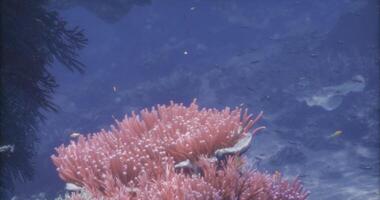 CGI Vibrant coral ecosystem thriving in clear blue ocean habitat video