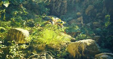 CGI Lush green vegetation with rocks in a vibrant forest during daylight hours video