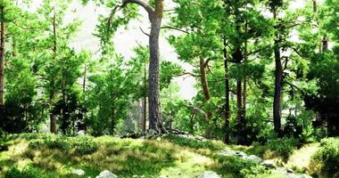 CGI Vibrant forest full of lush greenery and towering trees in daylight video