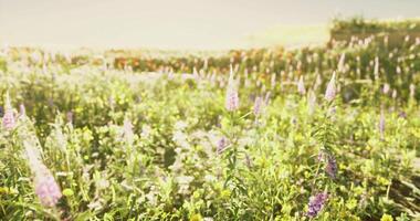 CGI Beautiful wildflower field in full bloom during golden hour video