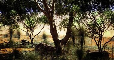 CGI Sunlight filtering through trees in a serene Australian outback landscape video