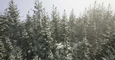 CGI Snow covered forest landscape with tall evergreen trees in winter sunlight video