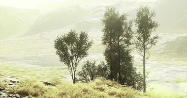 CGI Three trees stand tall in a tranquil landscape surrounded by soft mist video