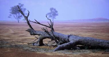 CGI A vast dry landscape showcases a fallen tree with twisted branches video