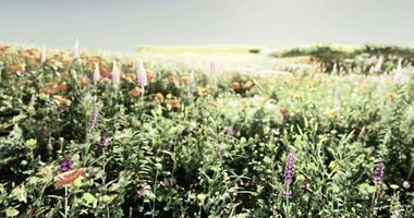 CGI Vibrant wildflowers bloom in a lush meadow under a clear blue sky video