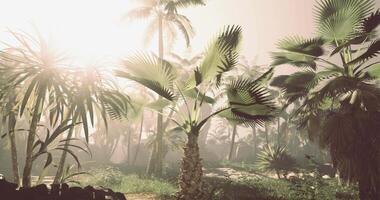 CGI Sunlight filters through tropical foliage in a dense jungle environment video