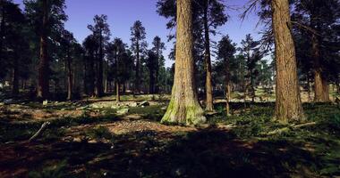 CGI Vibrant forest landscape with tall trees and sunny sky in a serene setting video