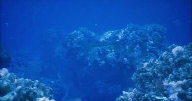 CGI Beautiful underwater coral reef ecosystem with diverse marine life video