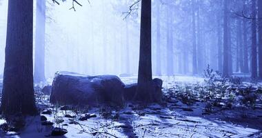 CGI Quiet forest covered in snow during early morning light video