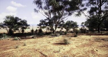 CGI Desert landscape with sparse vegetation and scattered trees during daylight video