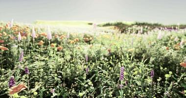 CGI Colorful wildflower field blooms in the daytime video