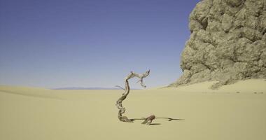 CGI Twisted tree trunk in desert landscape under clear blue sky video