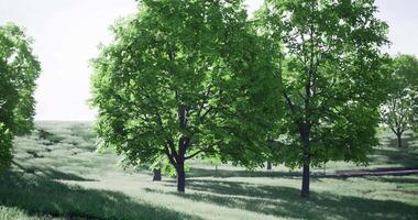 CGI Lush green trees sway gently in a serene landscape during daylight hours video