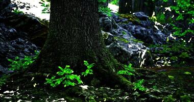 CGI Vibrant tree base with lush green leaves and rocky background in sunlight video