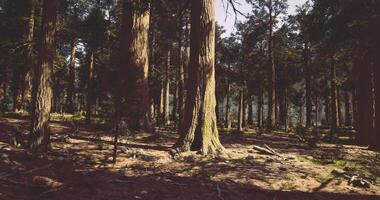 CGI Majestic forest with tall trees and soft sunlight filtering through video