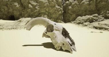 CGI Barren landscape showcasing a ram skull resting on sand in a rocky environment video
