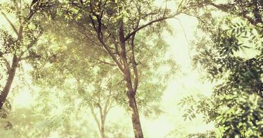 CGI Sunlight filtering through dense green foliage in a tranquil forest setting video