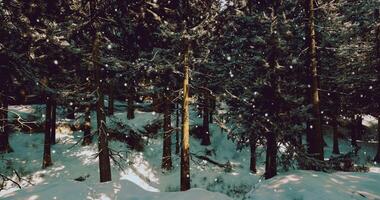 CGI Snow covered forest with sunlight filtering through trees on a winter day video