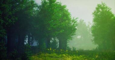 CGI Lush green forest with mist and sunlight filtering through trees video
