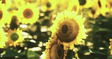 CGI Sunflowers blooming in a lush field during a sunny afternoon in summer video
