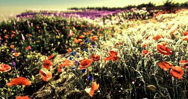 CGI Colorful wildflower field in full bloom with vibrant poppies and greenery video