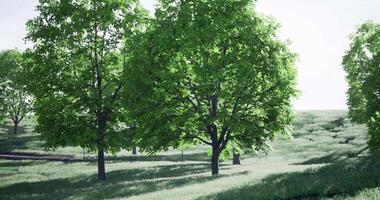 CGI Lush greenery in a serene landscape during daylight in a tranquil setting video