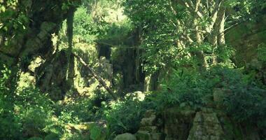 CGI Lush green forest with vibrant foliage and rock formations during daytime video