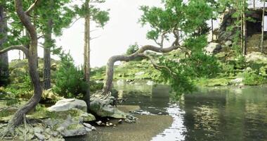 CGI Serene riverside landscape with lush trees and calm waters in daylight video