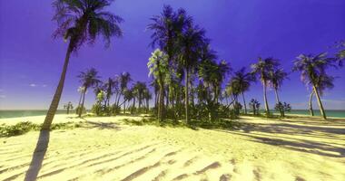 CGI Palm tree beach landscape under bright blue sky creating serene atmosphere video