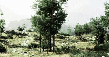 CGI Lush landscape featuring evergreen trees and rocky terrain under soft light video