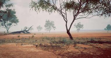 CGI Dusty landscape with sparse trees under a hazy sky in the outback video