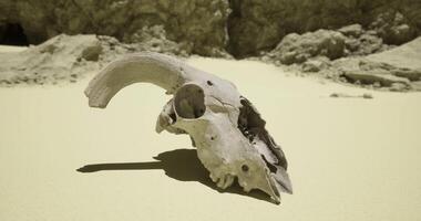 CGI Skull of a ram resting on the arid desert floor beneath rocks video
