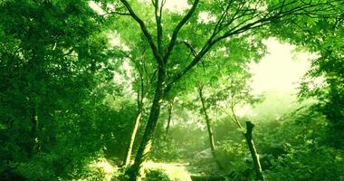CGI Lush green forest with sunlight filtering through tall trees in nature video