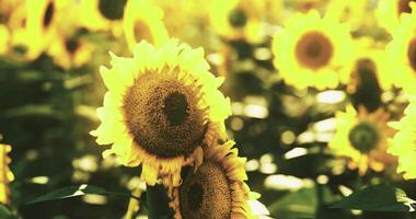 CGI Sunflower field in full bloom during sunny afternoon in summer video
