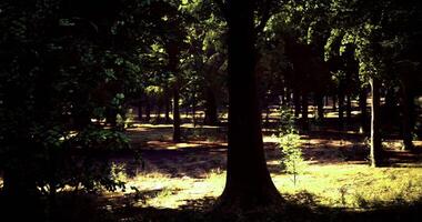 CGI Dappled sunlight filtering through trees in a serene forest setting video