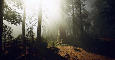 CGI Mysterious forest with sunlight breaking through trees at early morning video