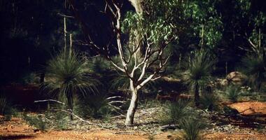 CGI Unique flora of the Australian outback showcasing native trees and plants video