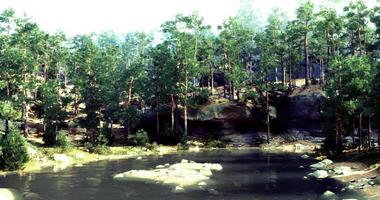 CGI Serene riverside view surrounded by lush green trees in a tranquil forest video