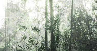 CGI Bamboo forest with sunlight filtering through leaves in an atmospheric setting video
