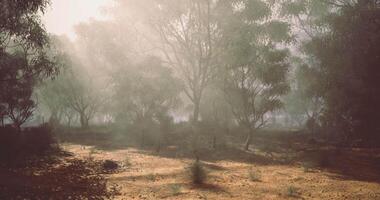 CGI Misty morning light filtering through trees in a serene landscape video