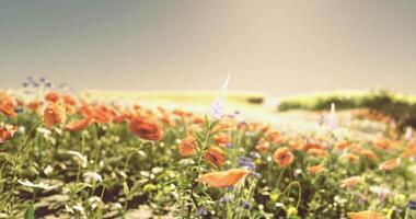 CGI Colorful flowers bloom in a vast field during golden hour in spring video