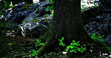 CGI Moss covered tree trunk surrounded by rocky terrain in a serene forest video