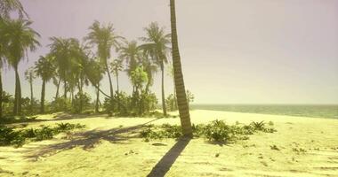 CGI Peaceful tropical beach with palm trees and gentle ocean waves on sunny day video