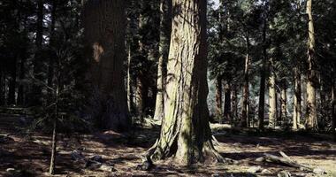 cgi alto alberi creare un' sereno atmosfera nel un' denso foresta ambientazione video