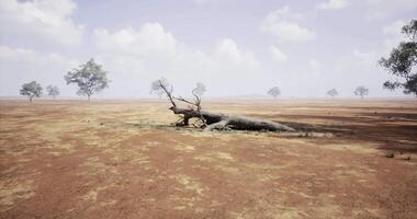 CGI Dried landscape features fallen tree surrounded by sparse vegetation and clouds video