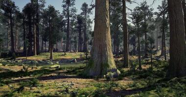 CGI Lush forest landscape with tall trees and clear water stream during daytime video