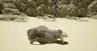 CGI Skull found on a sandy beach near rocky cliffs during a sunny afternoon stroll video