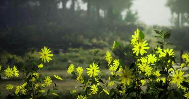 CGI Bright yellow flowers blooming in a serene landscape on a sunny day video